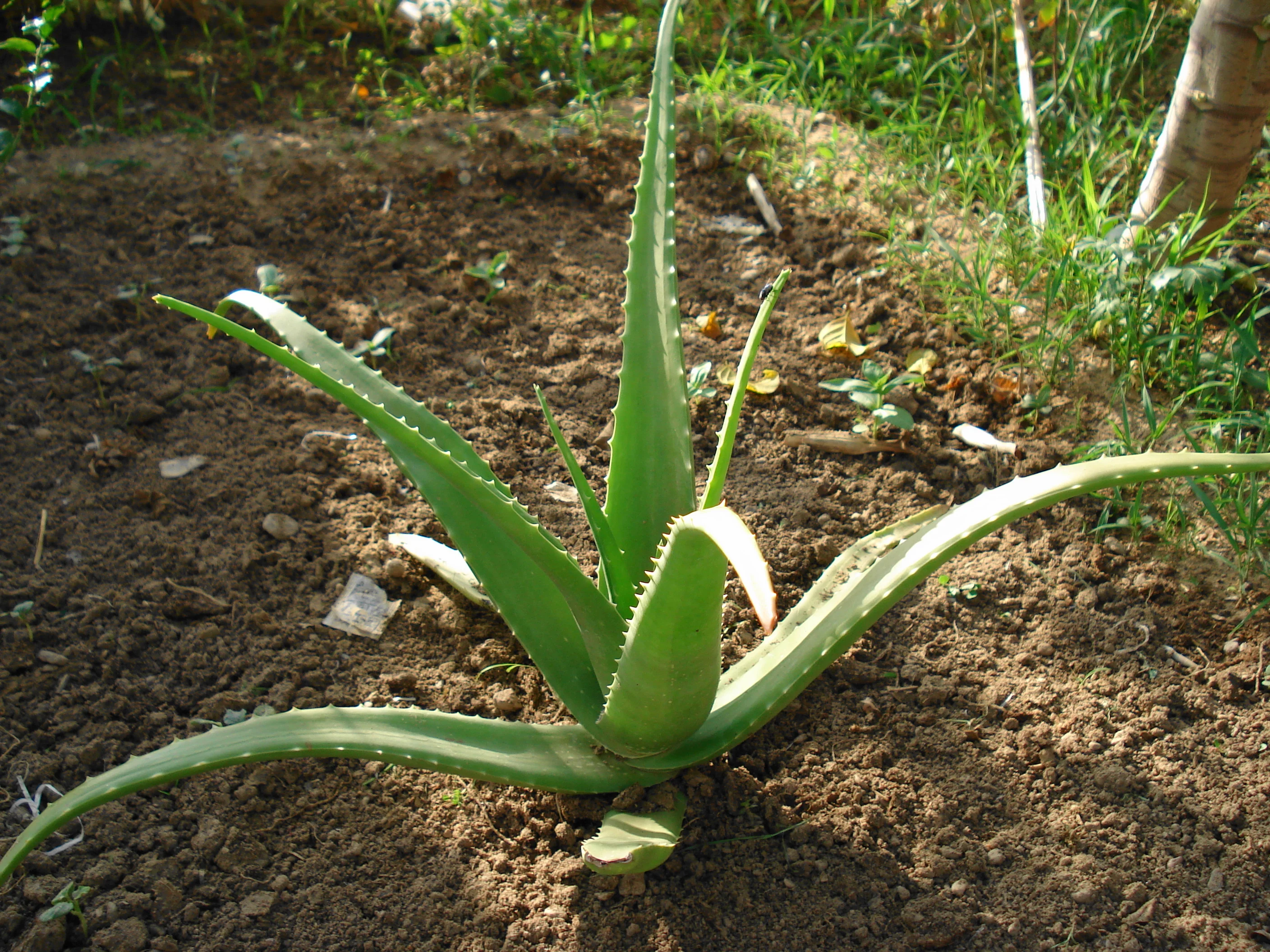 Aloe Vera